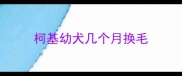 柯基幼犬几个月换毛