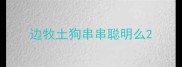 边牧土狗串串聪明么