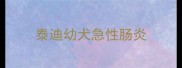 泰迪幼犬急性肠炎