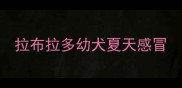 拉布拉多幼犬夏天感冒