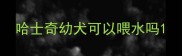 哈士奇幼犬可以喂水吗