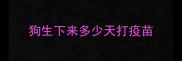 狗生下来多少天打疫苗