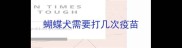 蝴蝶犬需要打几次疫苗