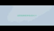 沈阳宠物领养电话多少