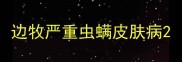 边牧严重虫螨皮肤病