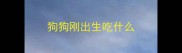 狗狗刚出生吃什么