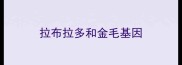 拉布拉多和金毛基因