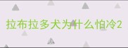 拉布拉多犬为什么怕冷