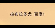 拉布拉多犬-百度