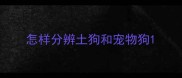 怎样分辨土狗和宠物狗