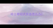 哈士奇幼犬贫血怎么办