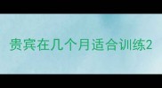 贵宾在几个月适合训练