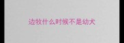 边牧什么时候不是幼犬