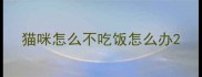 猫咪怎么不吃饭怎么办
