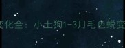 中华田园犬颜色变化全小土狗1-3月毛色蜕变过程及养护指南