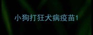 小狗打狂犬病疫苗