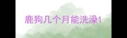 鹿狗几个月能洗澡