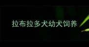 拉布拉多犬幼犬饲养