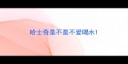 哈士奇是不是不爱喝水