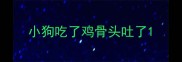 小狗吃了鸡骨头吐了