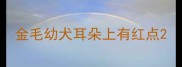 金毛幼犬耳朵上有红点