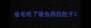 金毛吃了驱虫药拉肚子