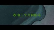 泰迪三个月剃胎毛