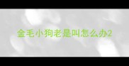 金毛小狗老是叫怎么办