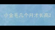 小金毛几个月才长高