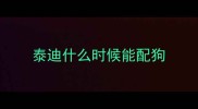 泰迪什么时候能配狗