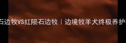 全网首发蓝陨石边牧VS红陨石边牧边境牧羊犬终极养护指南附对比表
