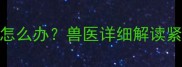 被马蜂蛰了的狗狗怎么办兽医详细解读紧急处理与预防措施