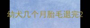 幼犬几个月胎毛退完