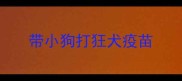 带小狗打狂犬疫苗