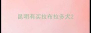 昆明有买拉布拉多犬