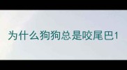为什么狗狗总是咬尾巴