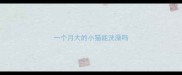 一个月大的小猫能洗澡吗