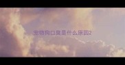 宠物狗口臭是什么原因