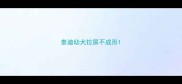 泰迪幼犬拉屎不成形