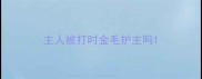 主人被打时金毛护主吗