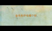 金毛和平毛哪个好