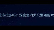 公寓能繁殖拉布拉多吗深度室内犬只繁殖的六大核心要素