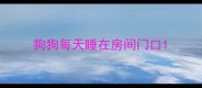 狗狗每天睡在房间门口