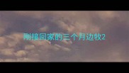 刚接回家的三个月边牧