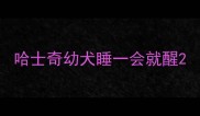 哈士奇幼犬睡一会就醒