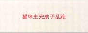 猫咪生完孩子乱跑