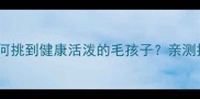 哈士奇购买全攻略如何挑到健康活泼的毛孩子亲测推荐的5大渠道避坑指南