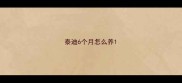 泰迪6个月怎么养