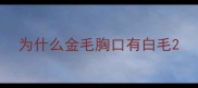 为什么金毛胸口有白毛