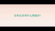 拉布拉多用什么狗链好